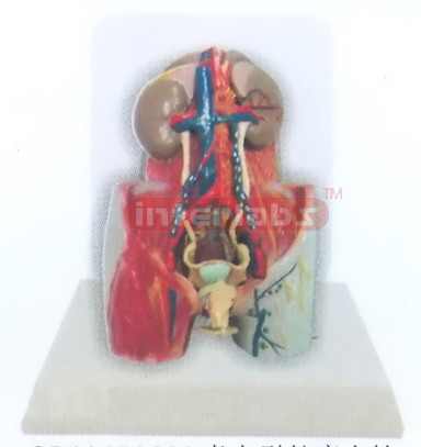 DESK-TYPE, FEMALE HEALTH URINARY PELVIS MODEL WITH DESCRIPTION PLATE